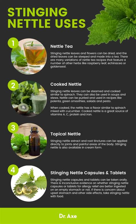 nettle root powder benefits.